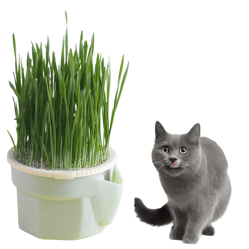 Pot de plantes pour chats