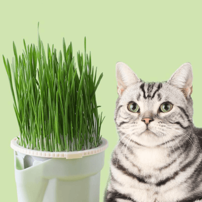 Pot de plantes pour chats